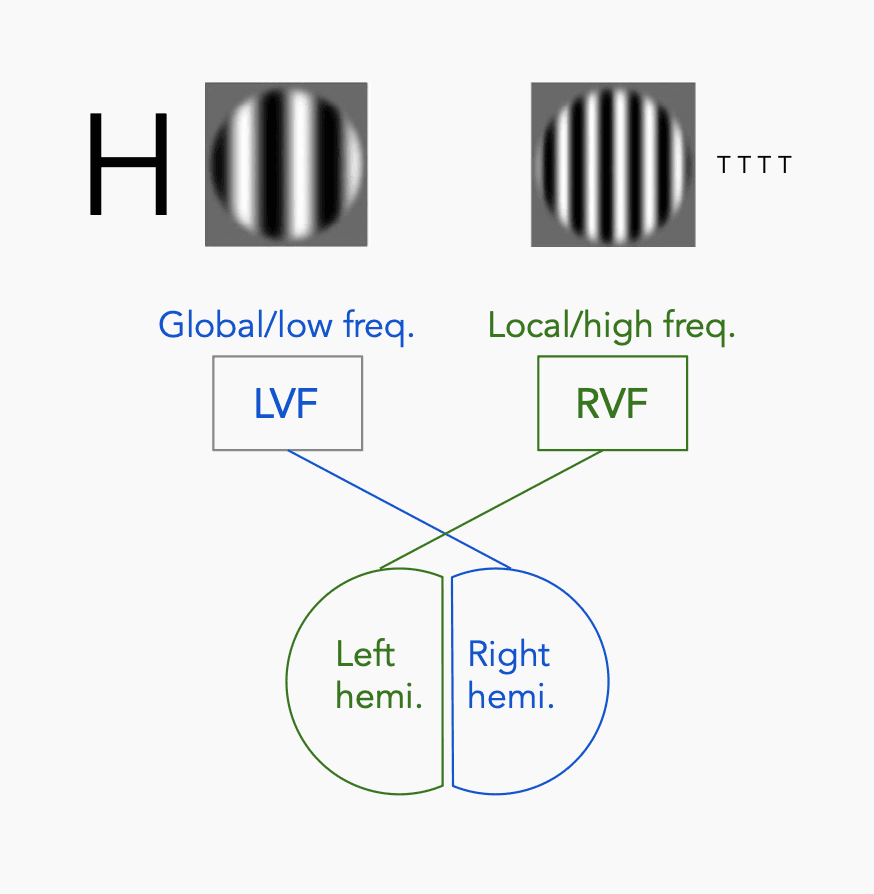 Hemispheric specialization for spatial frequency