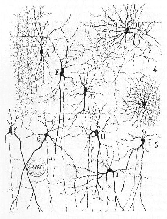 Santiago Ramón y Cajal - Pyramidal Neurons